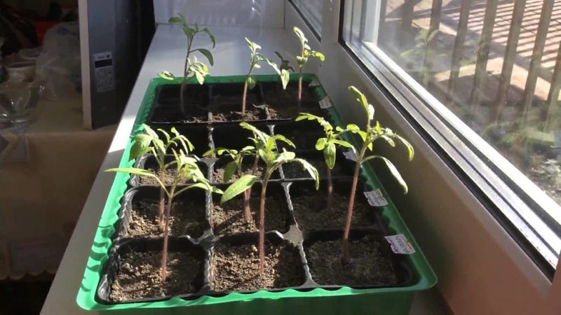 How to grow a Cio-Cio-san tomato in open ground or a greenhouse: step-by-step guide and advice from experienced summer residents