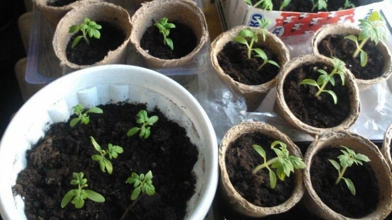 A delicious hybrid for true gourmets - the Velikosvetsky tomato: let’s get acquainted with the species and try to grow it