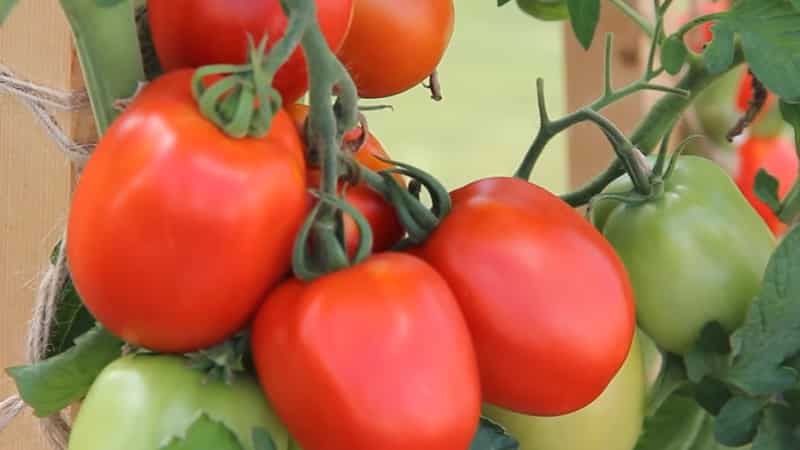 A delicious hybrid for true gourmets - the Velikosvetsky tomato: let’s get acquainted with the species and try to grow it