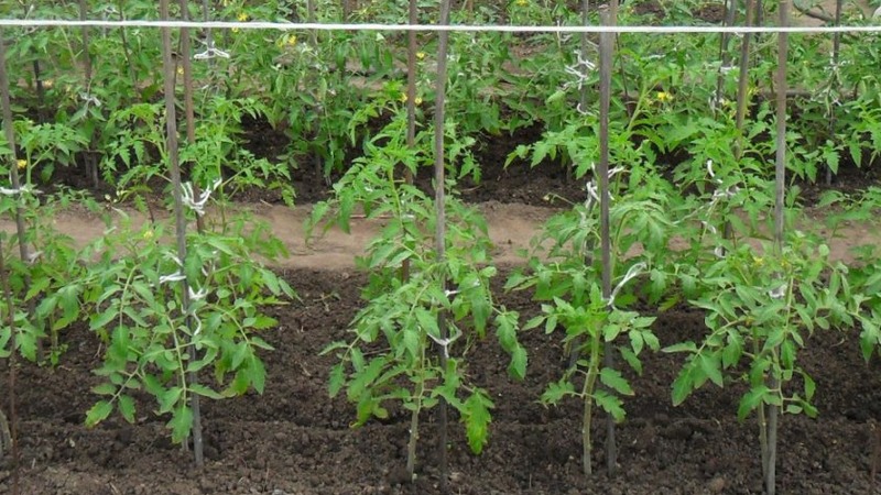 A delicious hybrid for true gourmets - the Velikosvetsky tomato: let’s get acquainted with the species and try to grow it