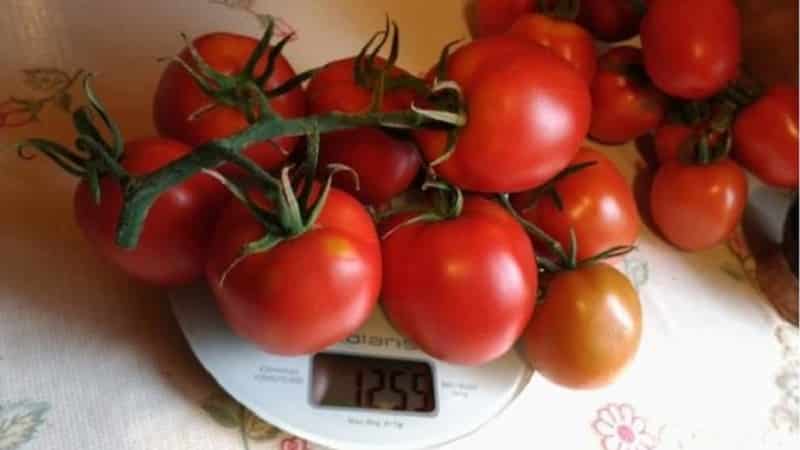 A delicious hybrid for true gourmets - the Velikosvetsky tomato: let’s get acquainted with the species and try to grow it