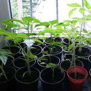 Features of the Bugai salad pepper variety and the secrets of its proper cultivation