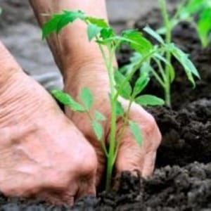 Features of agricultural technology of the Loving Heart red variety