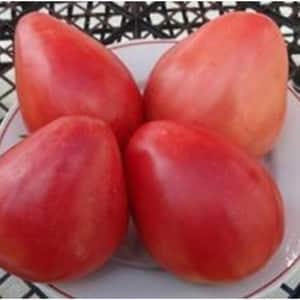 Features of agricultural technology of the Loving Heart red variety