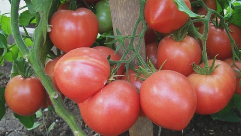 What is good about the Raspberry Empire tomato and how to grow it yourself - a practical guide