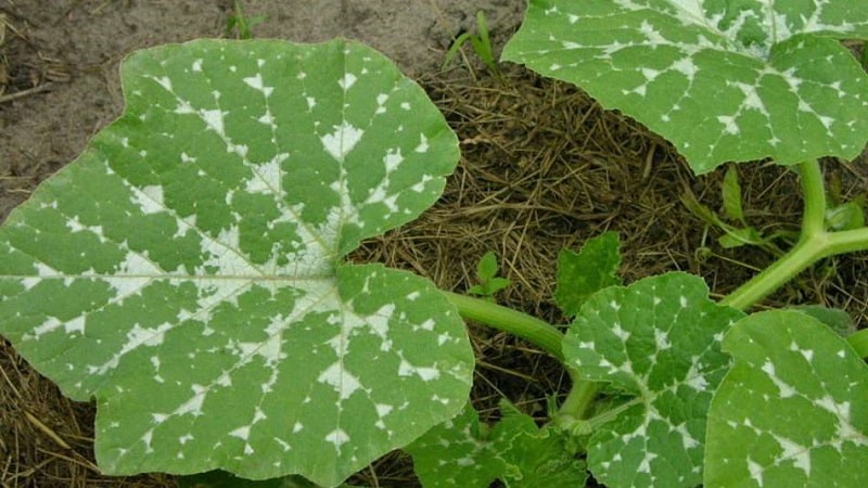 How to detect pumpkin diseases in time, effectively treat them and save your harvest