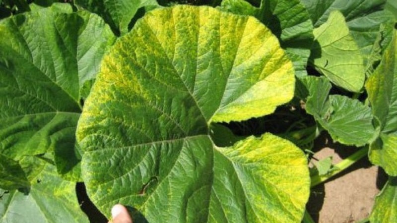 How to detect pumpkin diseases in time, effectively treat them and save your harvest