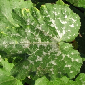 How to detect pumpkin diseases in time, effectively treat them and save your harvest