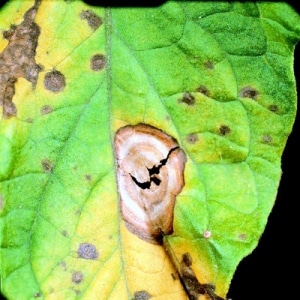 How to detect pumpkin diseases in time, effectively treat them and save your harvest