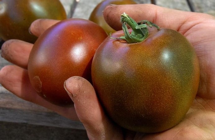An unpretentious variety with an unusual color and unique taste - the Black Prince tomato and the features of its cultivation