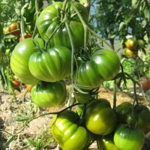 A variety with an exotic taste and amazing appearance - Irish liqueur tomato: we grow it and surprise our neighbors