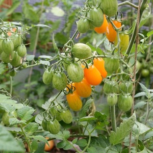 Adored by children and adults, this bright greenhouse hybrid with a fruity flavor is the Yellow Date tomato.
