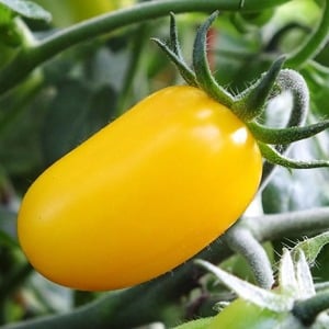 Adored by children and adults, this bright greenhouse hybrid with a fruity flavor is the Yellow Date tomato.