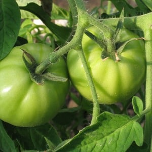 How to properly grow the Maryina Roshcha tomato: reviews, photos and yield of an early-ripening hybrid
