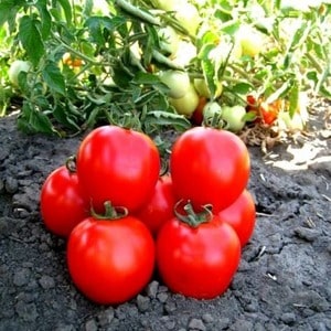 How to properly grow the Maryina Roshcha tomato: reviews, photos and yield of an early-ripening hybrid