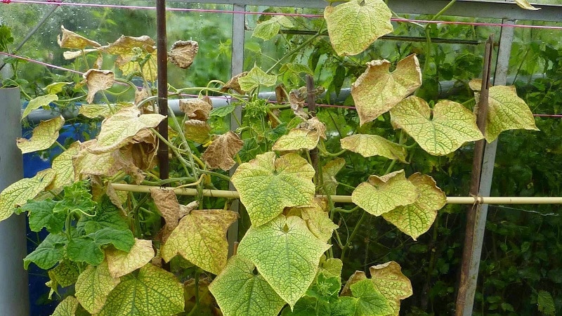 How to fight melon aphids on cucumbers as quickly and effectively as possible