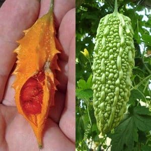 What is Momordica charantia: an overview of the exotic vegetable, the stages of its cultivation and medicinal properties