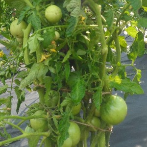 Why is the Gardener’s Dream tomato so loved and popular: description of the variety and reviews from experienced summer residents