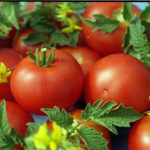 Why is the Gardener’s Dream tomato so loved and popular: description of the variety and reviews from experienced summer residents