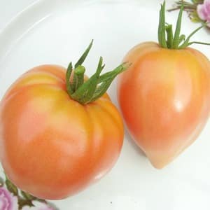 Giant delicious orange fruits - orange strawberry tomato