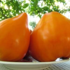 Giant delicious orange fruits - orange strawberry tomato