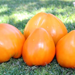 Giant delicious orange fruits - orange strawberry tomato