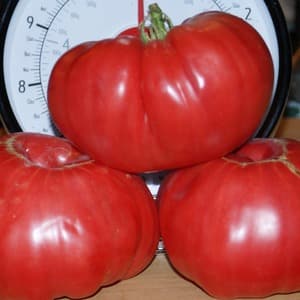 Fleshy and sweet fruits for your table - Sugar Pudovich tomato: characteristics and description of the variety