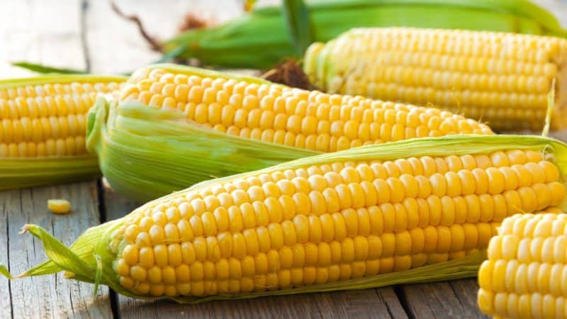 Where and how to store boiled corn correctly: various methods and periods of freshness preservation
