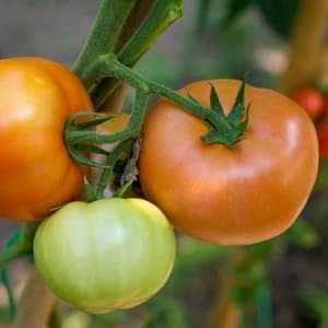 A unique hybrid with delicious fruits, just like in the picture - a tomato Gift for a woman and the nuances of growing it