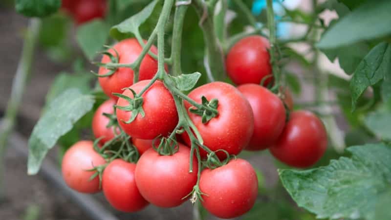 A unique hybrid with delicious fruits, just like in the picture - a tomato Gift for a woman and the nuances of growing it