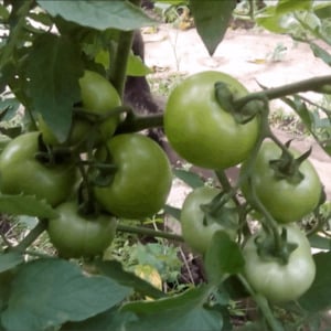 A unique hybrid with delicious fruits, just like in the picture - a tomato Gift for a woman and the nuances of growing it