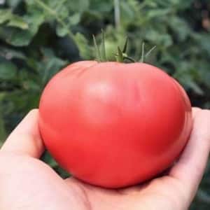 A unique hybrid with delicious fruits, just like in the picture - a tomato Gift for a woman and the nuances of growing it