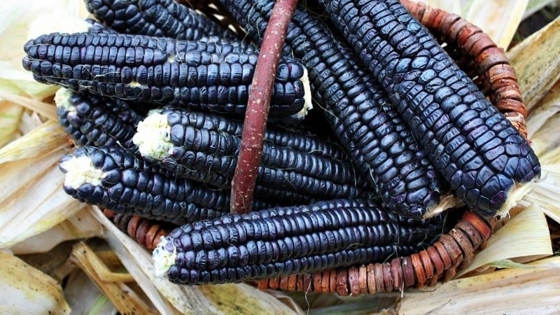 An exotic vegetable with an amazing appearance - black corn: properties, use in cooking and folk medicine