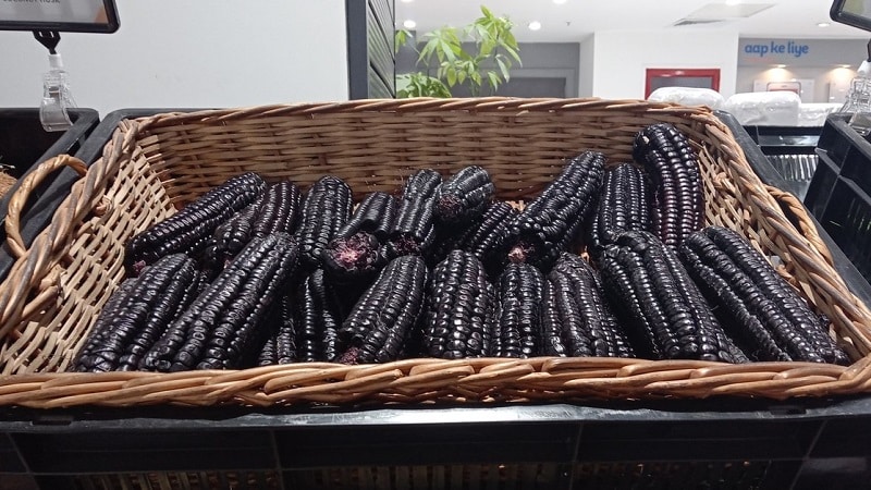 An exotic vegetable with an amazing appearance - black corn: properties, use in cooking and folk medicine
