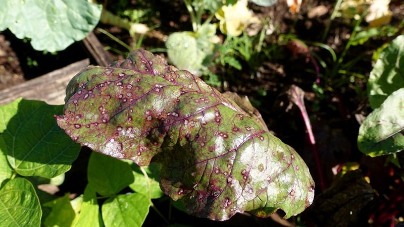 How to treat beet cercospora and prevent the occurrence of this disease in the future