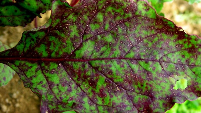 How to treat beet cercospora and prevent the occurrence of this disease in the future