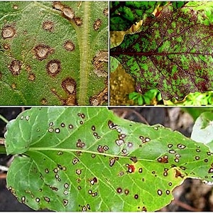 How to treat beet cercospora and prevent the occurrence of this disease in the future