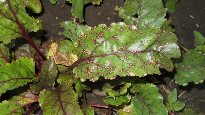 How to treat beet cercospora and prevent the occurrence of this disease in the future