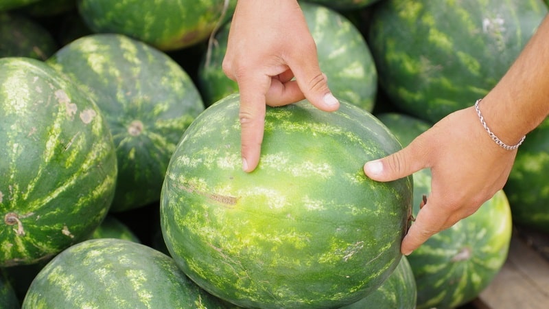 How to understand that a watermelon has gone bad and what to do if this happens