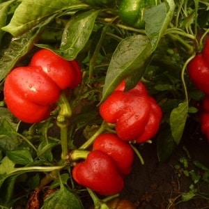 How to properly grow peppers from the Gogoshary group: characteristics of varieties and reviews from summer residents