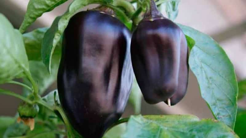 The best varieties of purple peppers and their characteristics