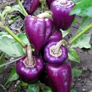 The best varieties of purple peppers and their characteristics