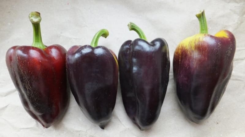 The best varieties of purple peppers and their characteristics