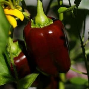 The best varieties of purple peppers and their characteristics