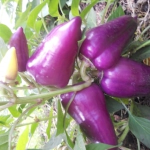 The best varieties of purple peppers and their characteristics