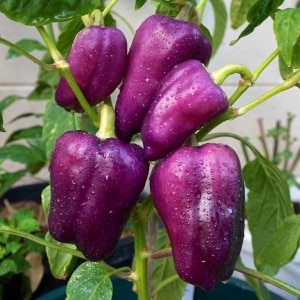 The best varieties of purple peppers and their characteristics