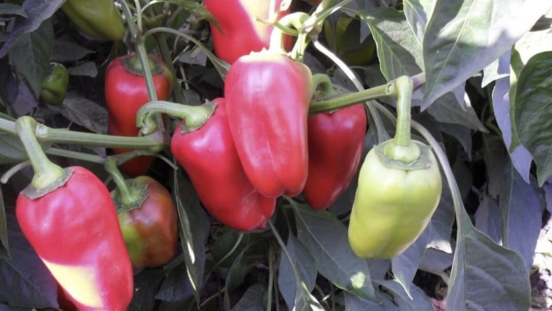 High-yielding and early-ripening Morozko pepper variety for greenhouses and open ground