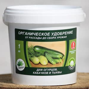 Early ripening Murashka cucumber that does not require pollination from domestic breeders