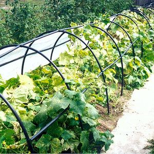 Early ripening Murashka cucumber that does not require pollination from domestic breeders