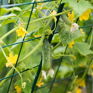 Early ripening Murashka cucumber that does not require pollination from domestic breeders